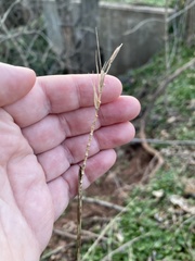 Elymus hystrix