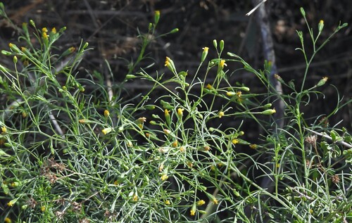 dwarf marigold (Schkuhria pinnata)