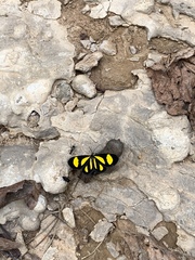 Cyllopoda claudicula