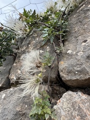 Clématite De Noël (Clematis cirrhosa)