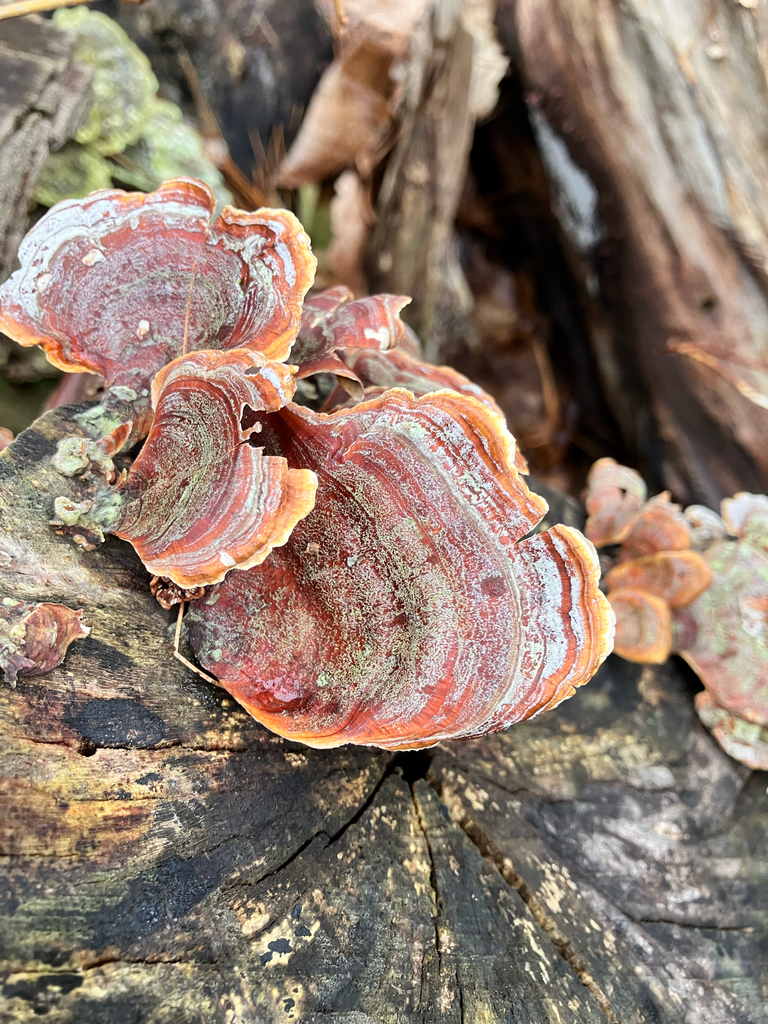 Stereum lobatum · March 2026 · photo: © bryanconnolly (iNaturalist, cc-by-nc)
