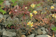Linaria japonica