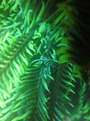 Allogalathea elegans