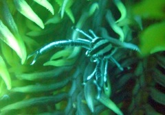 Allogalathea elegans