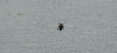 Prairiana