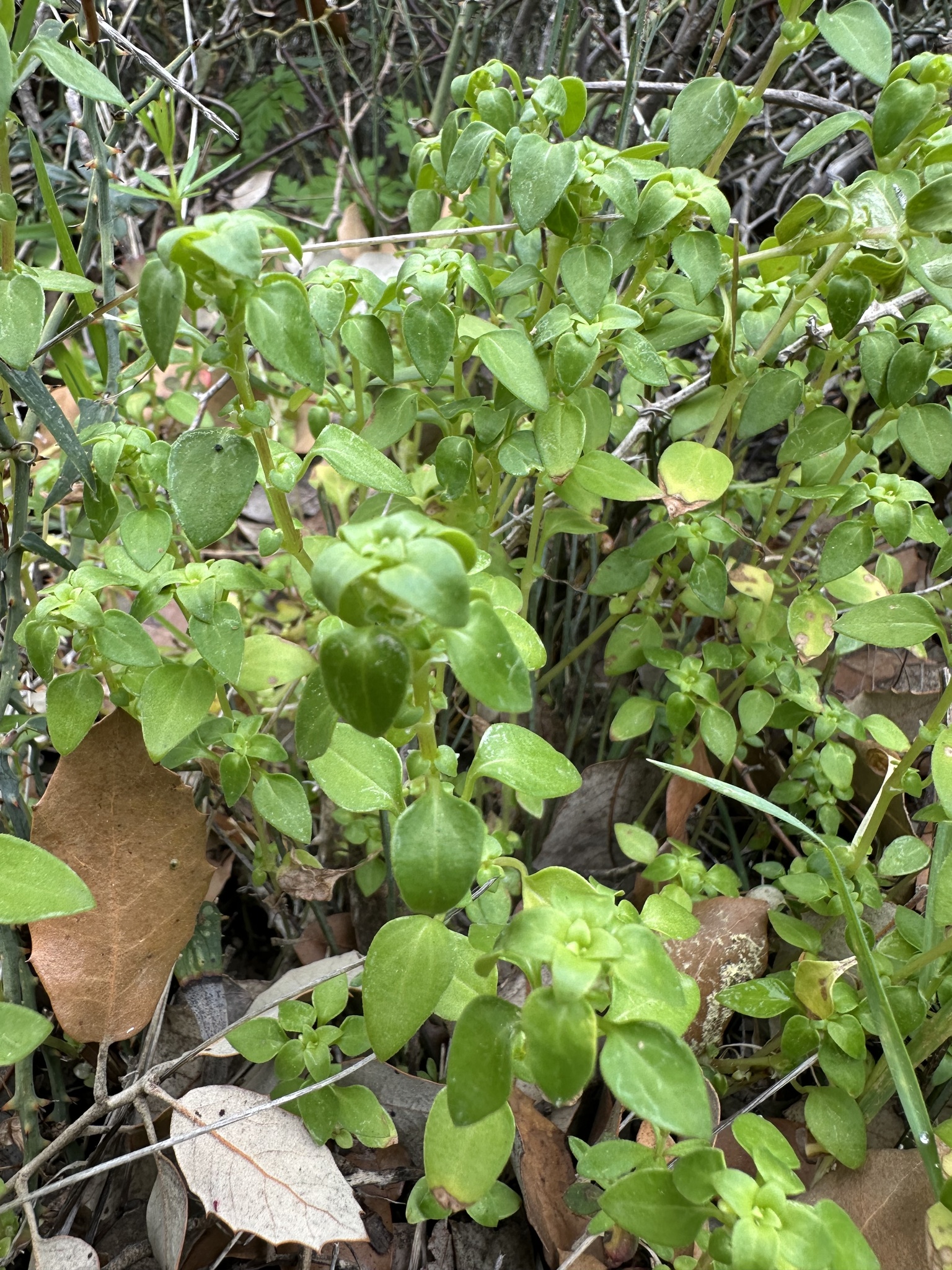Theligonum Cynocrambe (Theligonum cynocrambe)