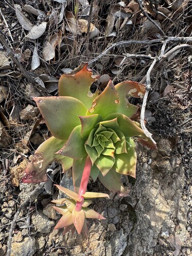candleholder dudleya (Dudleya candelabrum)