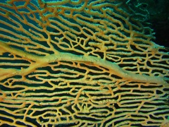 Bryaninops