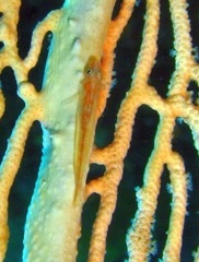 Bryaninops