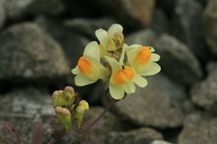 Linaria japonica