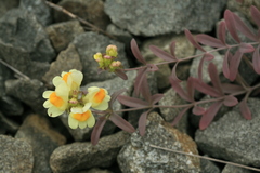 Linaria japonica