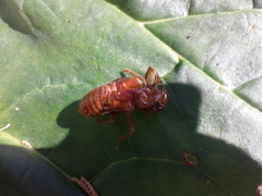 Amphipsalta zelandica