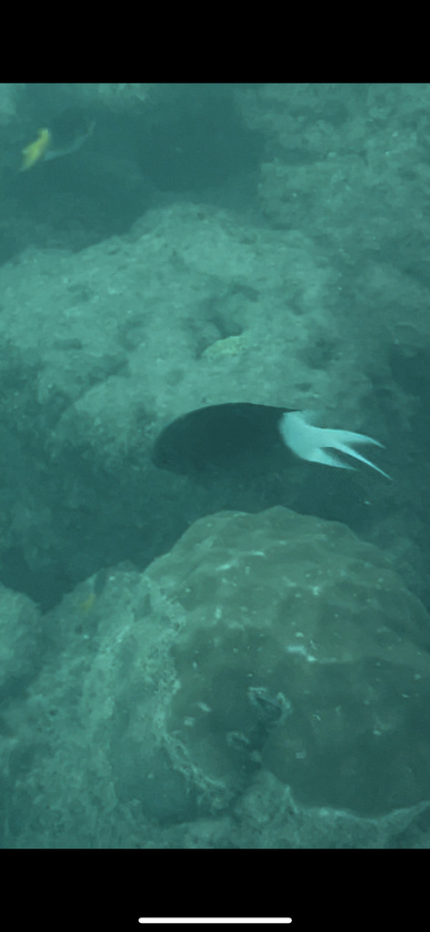 Spiny chromis