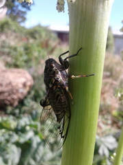 Amphipsalta zelandica