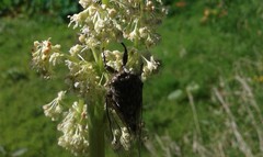 Amphipsalta zelandica