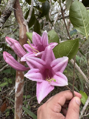Coutarea hexandra