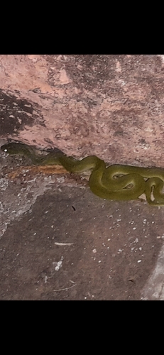 Green Keelback