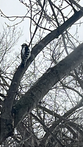 Downy Woodpecker