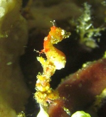Hippocampus pontohi