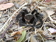 Sericopelma