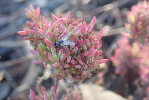 Coast Bonefruit