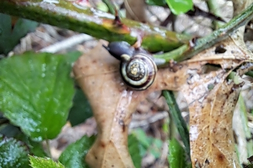 Cepaea