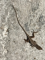 Anolis sagrei