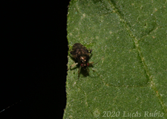 Pycnoderes sixeonotoides