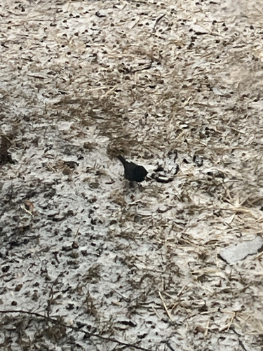 Dark-eyed Junco