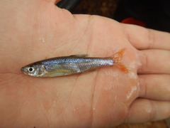 Lythrurus umbratilis