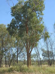 Corymbia leichhardtii