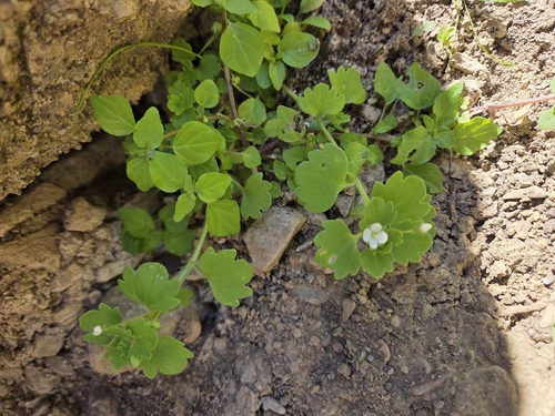 Pale Speedwell