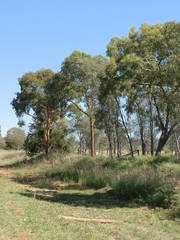 Corymbia leichhardtii