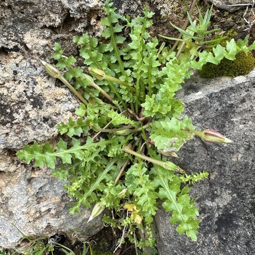 Hyoseris scabra, photograph 4