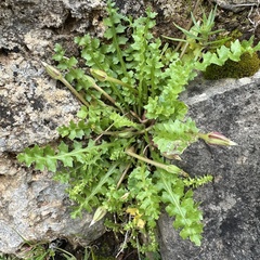 Hyoseris scabra, photograph (c) Julia Henning, some rights reserved (CC BY)