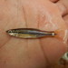 Blackspot Shiner - Photo (c) Fishes of Texas team, some rights reserved (CC BY-SA), uploaded by Fishes of Texas team