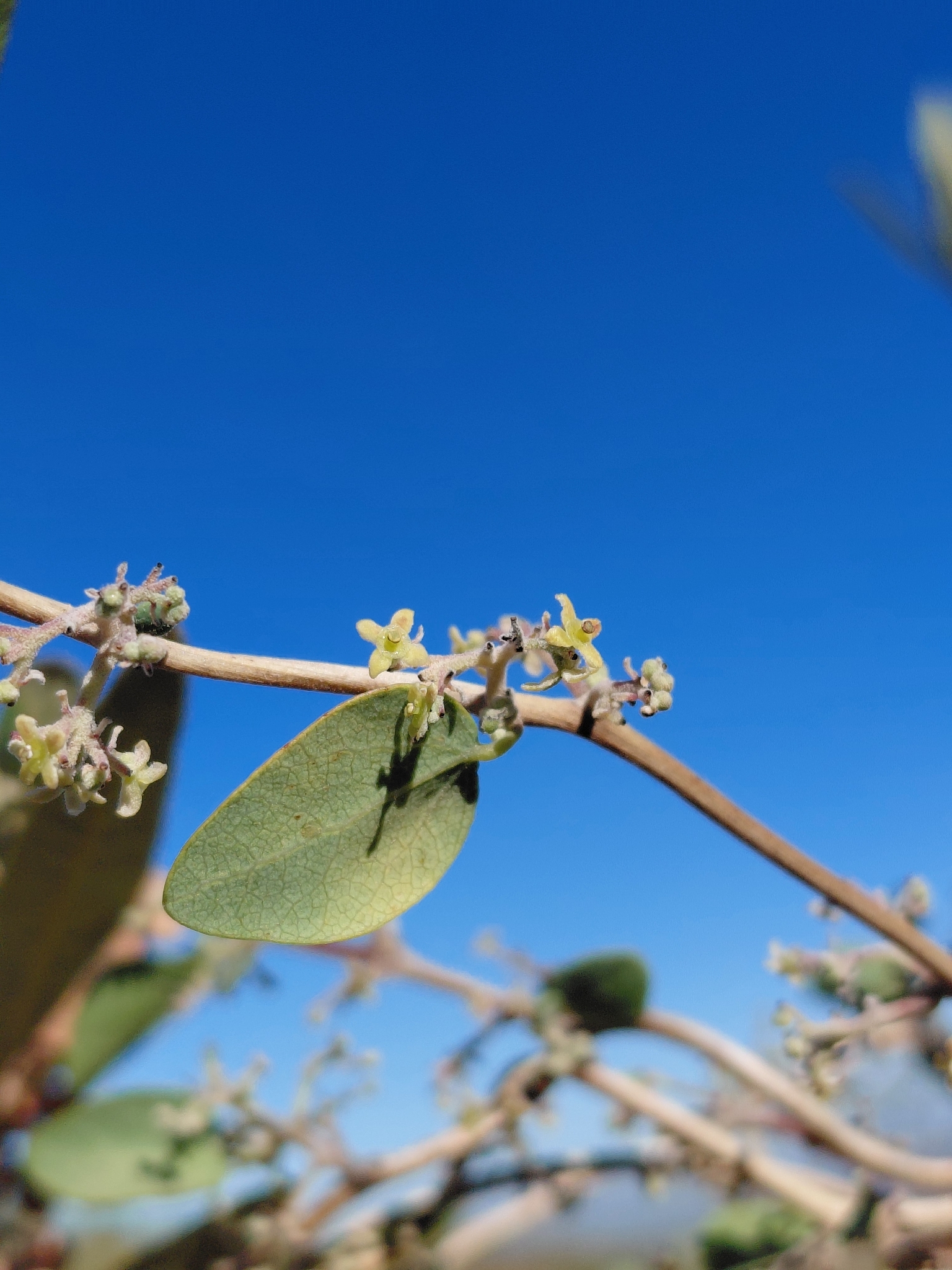 Cape Moonseed Vine (Cissampelos capensis)