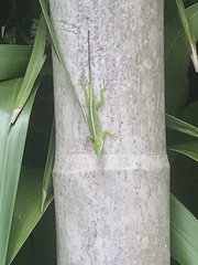 Anolis carolinensis