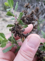 Hazardia squarrosa grindelioides