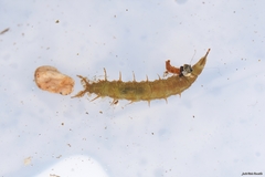 Athericidae