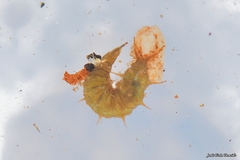 Athericidae