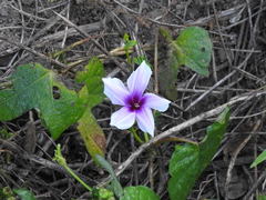 Ipomoea muricata