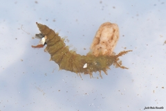 Athericidae