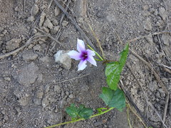 Ipomoea muricata