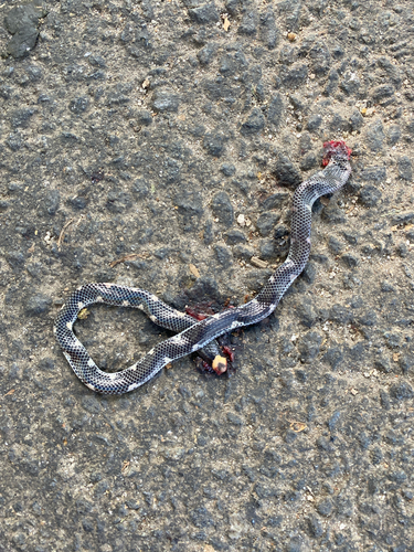 Trevelyan's Earth Snake