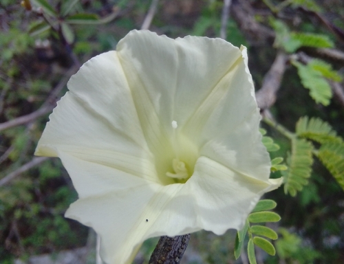 Rock Rosemary (Distimake quinquefolius)