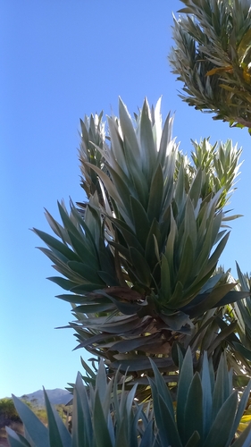 Silver tree