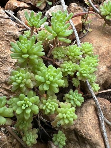 Reddish Stonecrop (Sedum rubens)