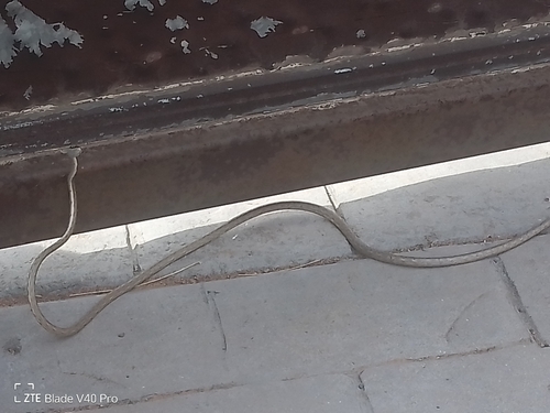 Thornscrub Vine Snake