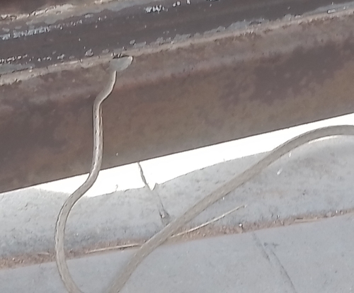 Thornscrub Vine Snake